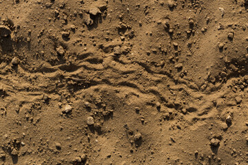 A trace left on the ground by a beetle. Insect life.