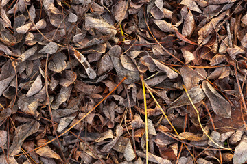 The leaves are covered with hoarfrost, lying on the ground.