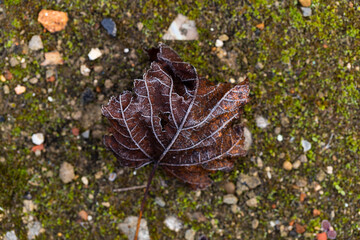 The leaves are covered with hoarfrost, lying on the ground.