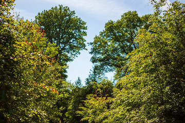 forest scene in a german forest area