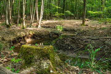Forest scene in early summer in a German forest area