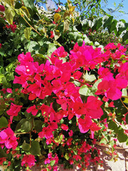 Famagusta region. Cyprus. Bougainvillea with pink flowers among green leaves, a flowering shrub on the streets of Protaras
