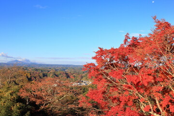 高台の紅葉