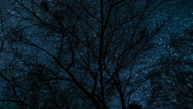 冬の星空