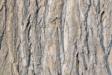 Beautiful texture of the bark of the tree in the forest or park, the background of the wood.