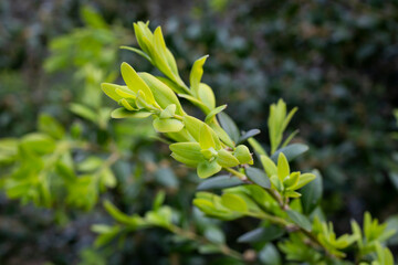 close-up boxwood. Buxus sempervirens with yellow flowers. young boxwood leaves on a branch in early spring