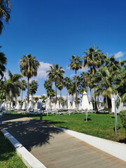 Fototapeta premium Road to sun loungers and closed sun umbrellas standing on the grass around a palm tree against a blue sky with beautiful clouds.