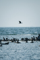 Robbenkolonie im Naturreservat auf Öland