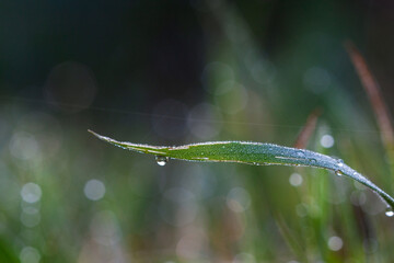 water drops on the grass