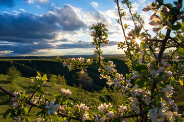 landscape with flowers