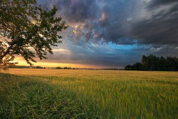 Obraz premium sunset over the field