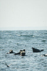 Robbenkolonie im Naturreservat auf Öland