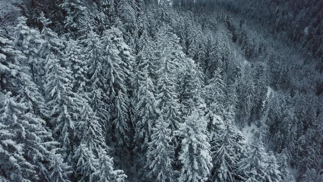Aerial view of winter mixed forest. aerial view of falling snow on evergreen pine forest during heavy snowfall in winter mountain woods on cold quiet day