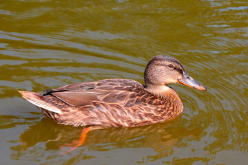 A beautiful wild duck swims in the water. Wild birds.