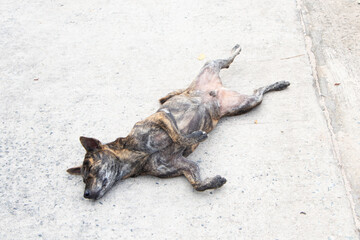 Tiger-striped dog is lying in the middle of a concrete road. Concept pity animal. Stray dog sleep on outside floor happily. In the morning in the middle of a road with no cars passing by. 
