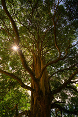 Fototapeta premium trees in the woods