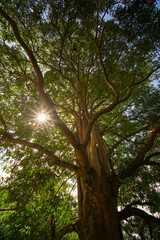Fototapeta premium trees in the forest