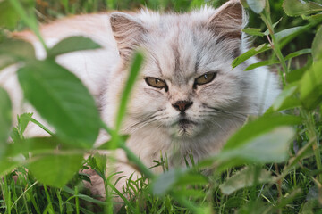 cat on grass