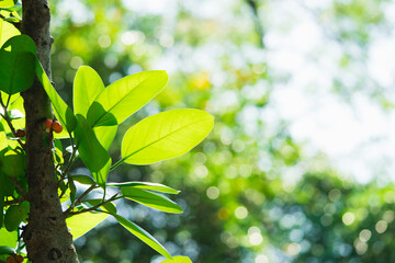 Closeup nature view of green leaf with copy space using as background and fresh ecology wallpaper concept