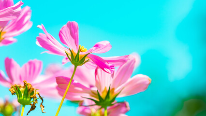 Abstract blur Cosmos flower on blue sky using as fresh ecology background concept