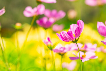 Closeup Cosmos flower in the field with copy space using as fresh ecology background concept