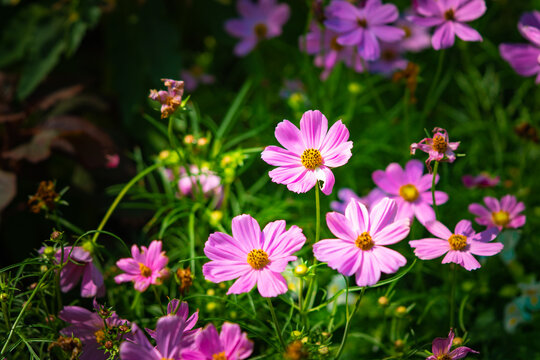 Closeup Cosmos flower on sunlight with copy space using as fresh ecology background concept