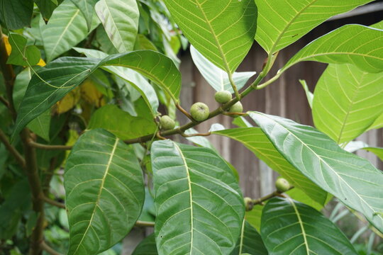 close up photo of a tree with green round fruit with the name ficus nota