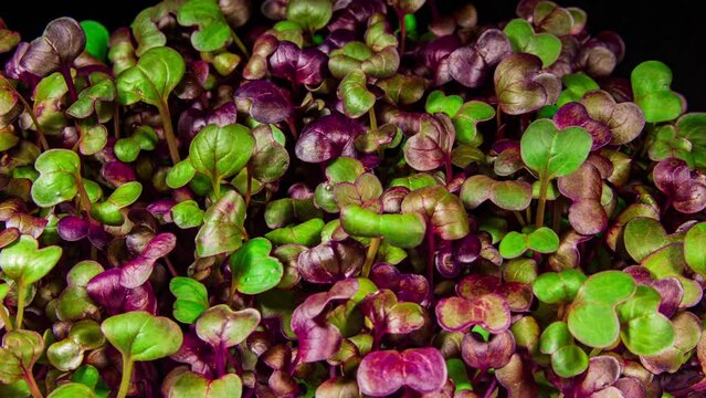 Red Radish Sango Microgreens Moving Seedling in Timelapse. Fresh Sprouts Grows Up Fast Concept
