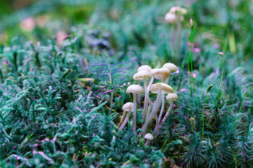 Mycena mushrooms on grass and moss.