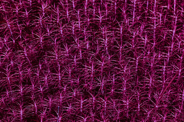 Common Haircap Moss toned to trendy velvet violet color. Copy space empty background.