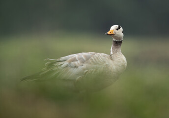 A Bar-headed goose at Bhigwan bird sanctuary, India