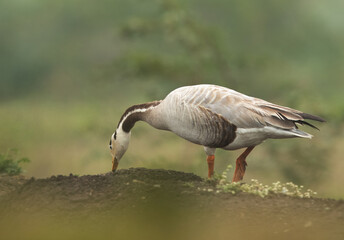 Bar-headed goose feeding at Bhigwan bird sanctuary, India