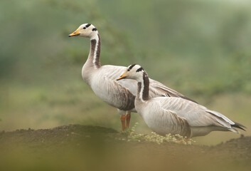 A pair of Bar-headed goose at Bhigwan bird sanctuary, India