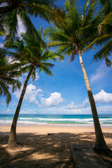 palm trees on the beach
