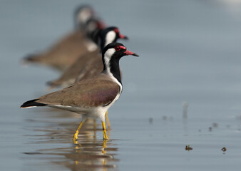 Red-wattled Lapwings at Bhigwan bird sanctuary Maharashtra