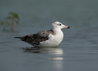 Juvenile Great black-headed gull at Bhigwan bird sanctuary, India