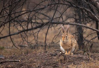 A hare in its habitat at Ranthambore tiger reserve, India