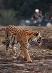 Tigress on the rock with tourists and photographers at the backdrop, Ranthambore Tiger Reserve