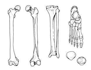 Human foot bones, femur, tibia and fibula, foot, patella