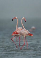 Greater Flamingos at Eker creek in the morning, Bahrain