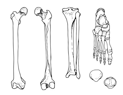 Human foot bones, femur, tibia and fibula, foot, patella