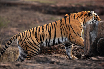Naklejka na ściany i meble Tigress moving behind the rock , Ranthambore Tiger Reser