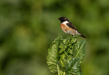 Stonechat perched on green at Buri, Bahrain