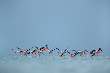 Silhouette of Greater Flamingos takeoff at Asker coast  in the morning, Bahrain