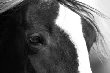 Closeup of horse showing its beautiful eye with white hair above
