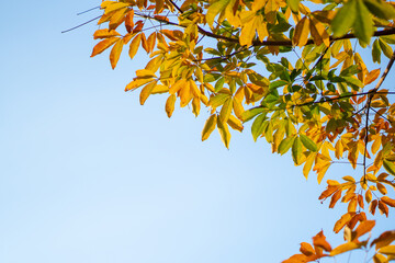 autumn leaves on blue sky