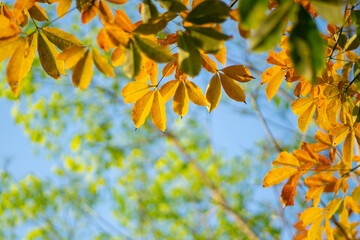 autumn leaves on sky