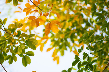 autumn leaves on a branch