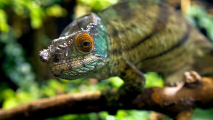 Potrait of parson's chameleon closeup picture exotic specie in the exotic forrest going through tree different color black eyes green background amazing animal lizard on the branch wood daytime