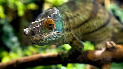 Potrait of parson's chameleon closeup picture exotic specie in the exotic forrest going through tree different color black eyes green background amazing animal lizard on the branch wood daytime